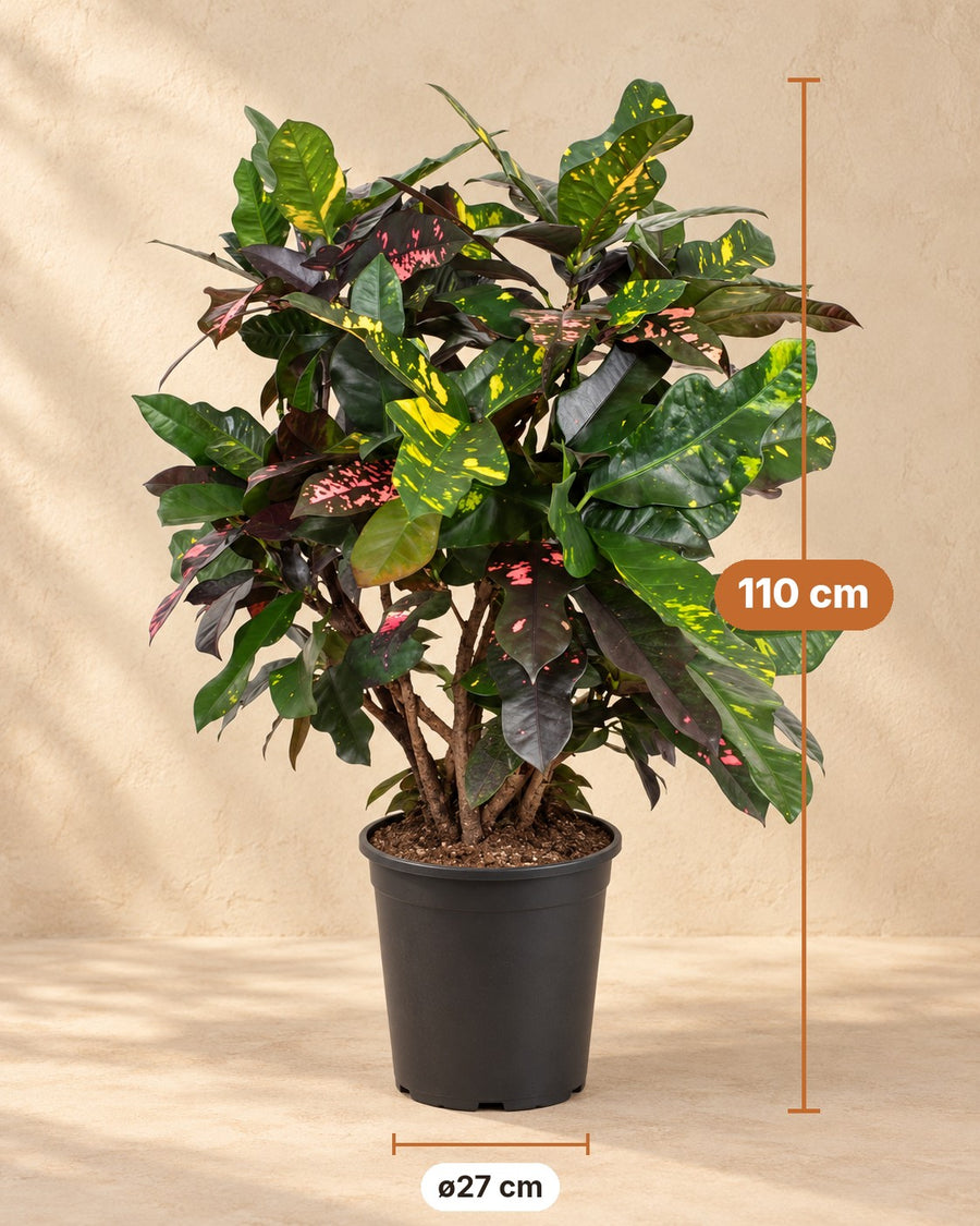Croton (Codiaeum variegatum 'Magnificent') 110 cm di altezza, vaso ø27 cm