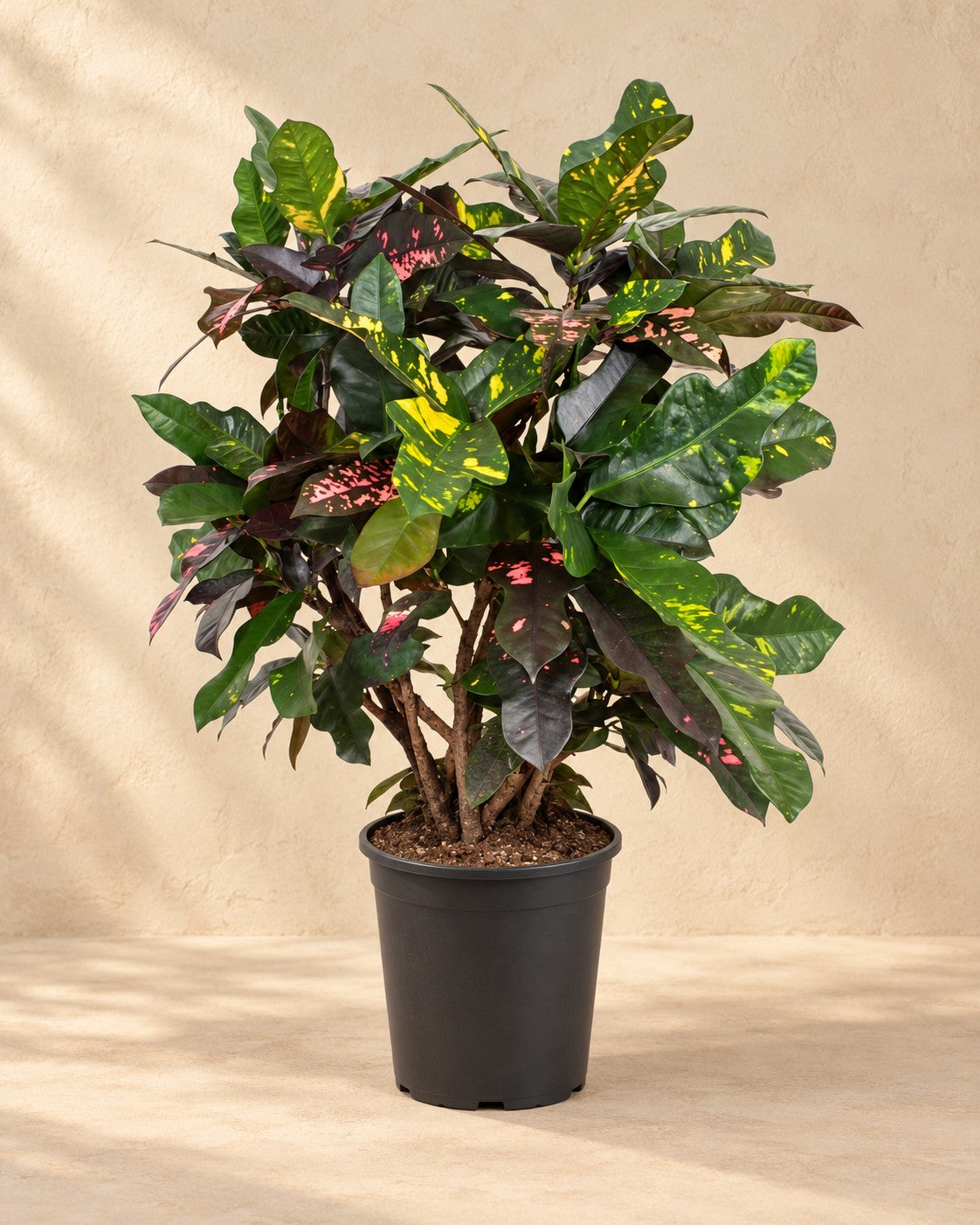Croton (Codiaeum variegatum 'Magnificent'), alta 110 cm in vaso di coltivazione da 27 cm