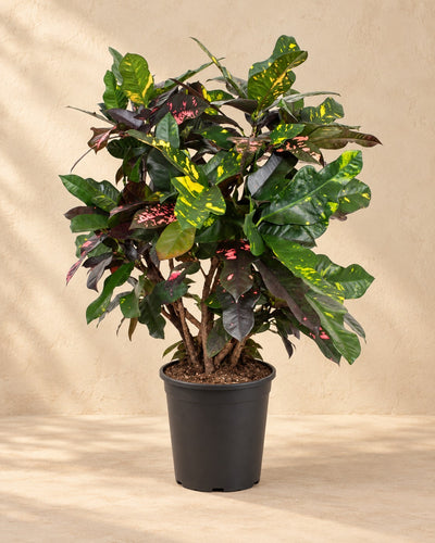 Croton (Codiaeum variegatum 'Magnificent'), alta 110 cm in vaso di coltivazione da 27 cm