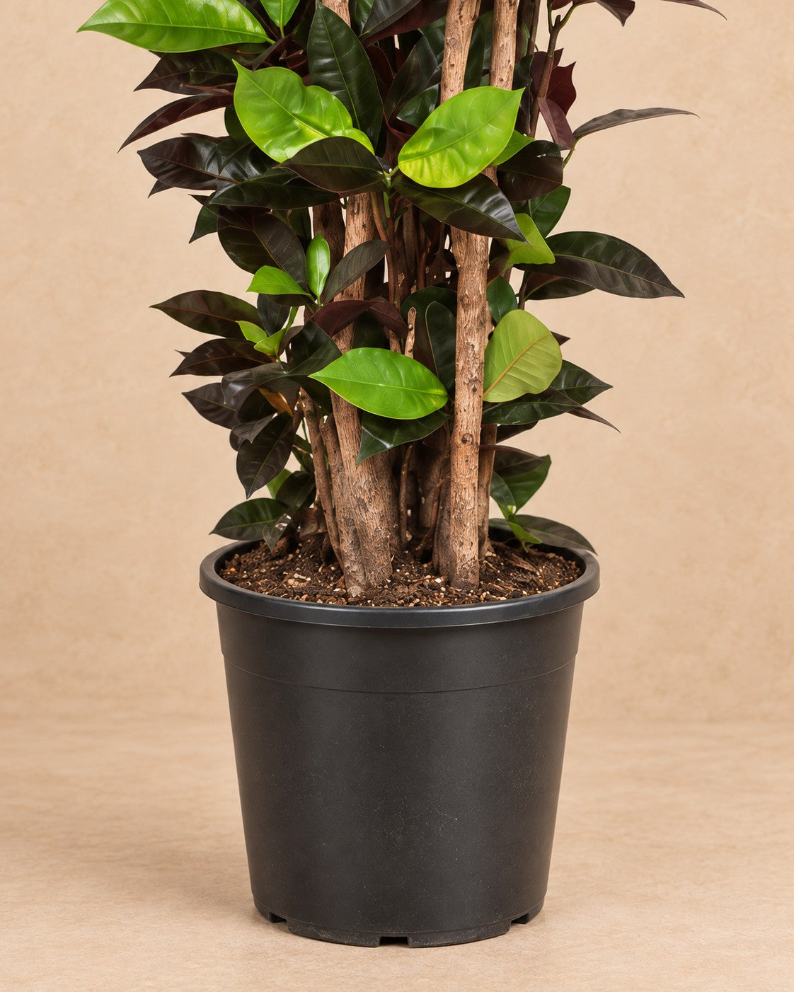 Onderste deel van de Croton Iceton (Codiaeum variegatum 'Iceton') met de kweekpot