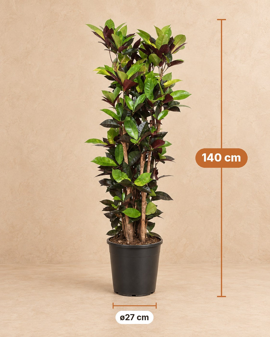 Croton Iceton (Codiaeum) 140 cm hoog, pot ø27 cm
