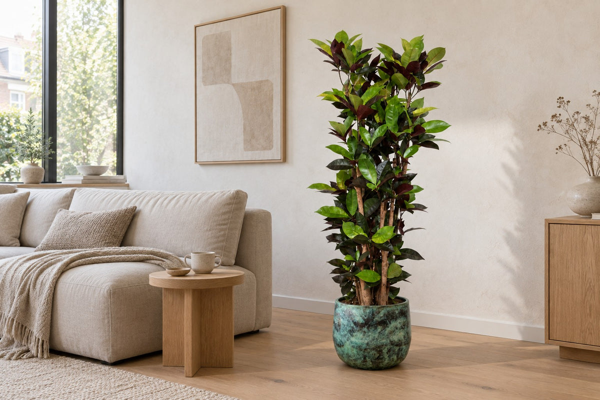 Croton Iceton van 140 cm in sierpot Elisa Mystic Green in een lichte woonkamer
