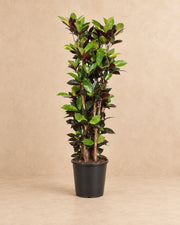 Croton Iceton (Codiaeum variegatum 'Iceton') van 140 cm hoog in kweekpot van 27 cm