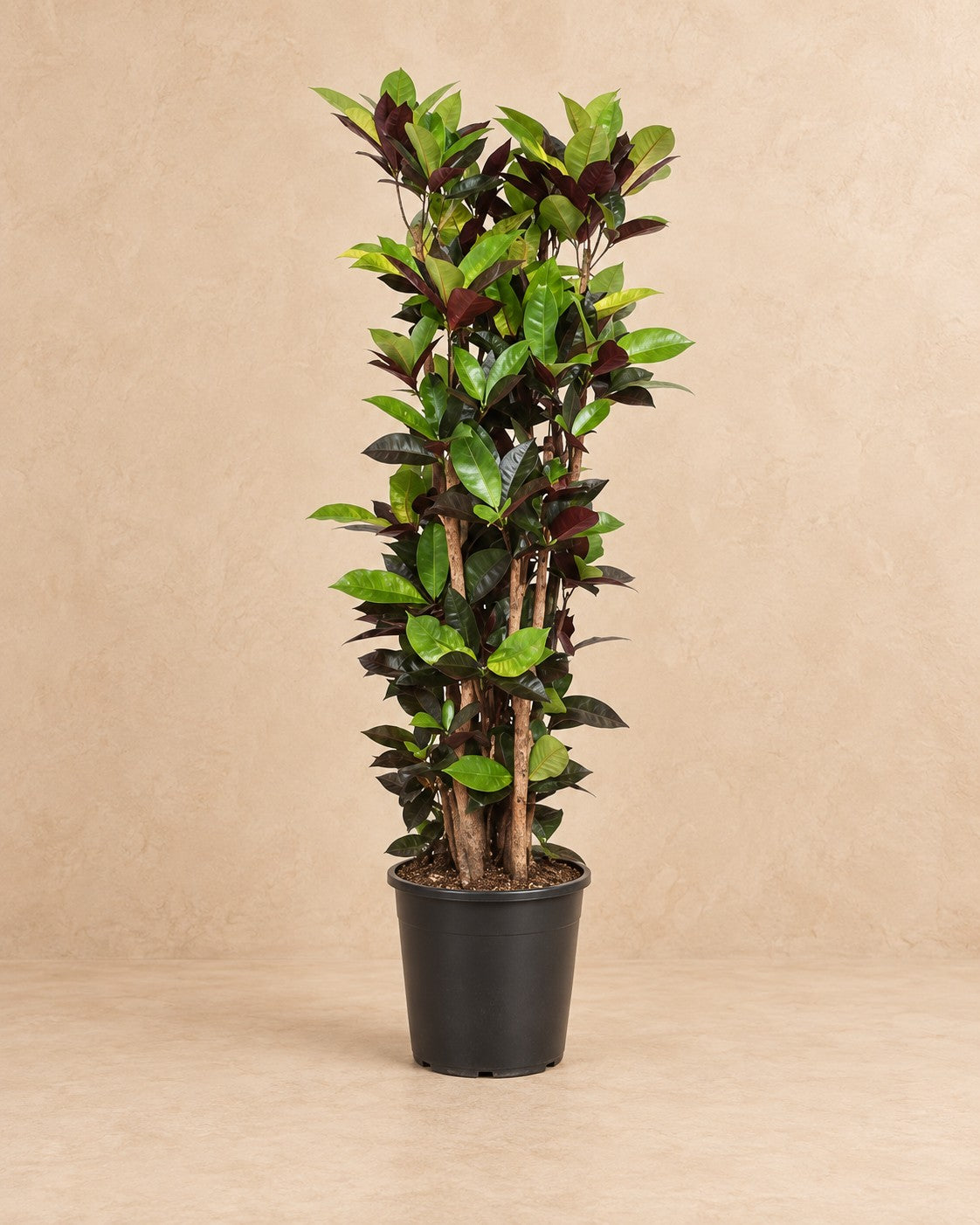 Croton Iceton (Codiaeum variegatum 'Iceton') van 140 cm hoog in kweekpot van 27 cm