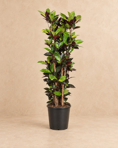 Croton Iceton (Codiaeum variegatum 'Iceton') van 140 cm hoog in kweekpot van 27 cm