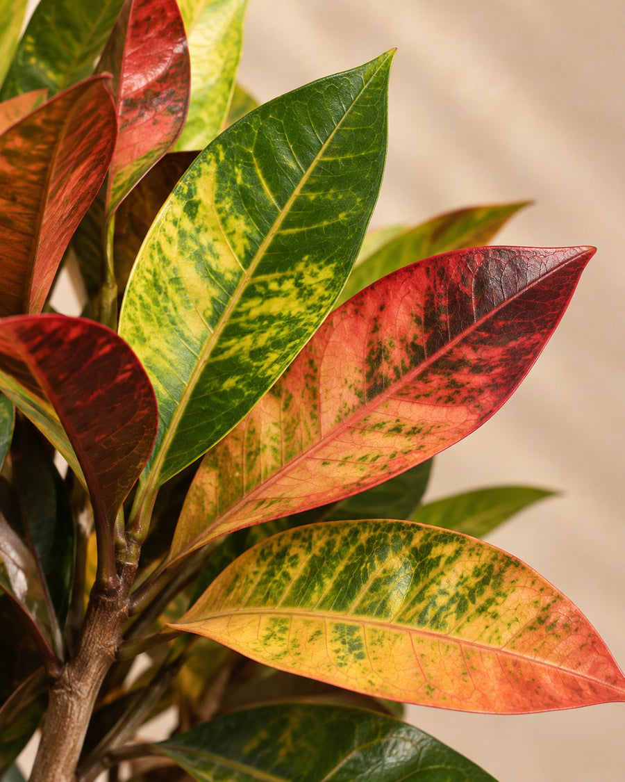 Croton Iceton XXL (Codiaeum) haut, pot ø 230cm - ø50