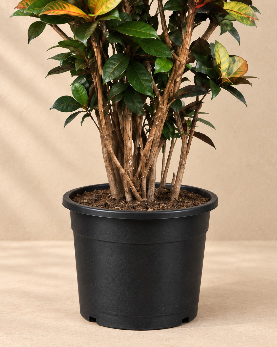 Partie basse de Croton Iceton XXL (Codiaeum variegatum 'Iceton') avec son pot de culture