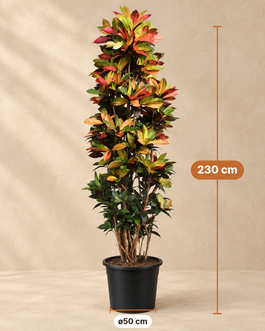 Croton Iceton XXL (Codiaeum) haut, pot ø 230cm - ø50
