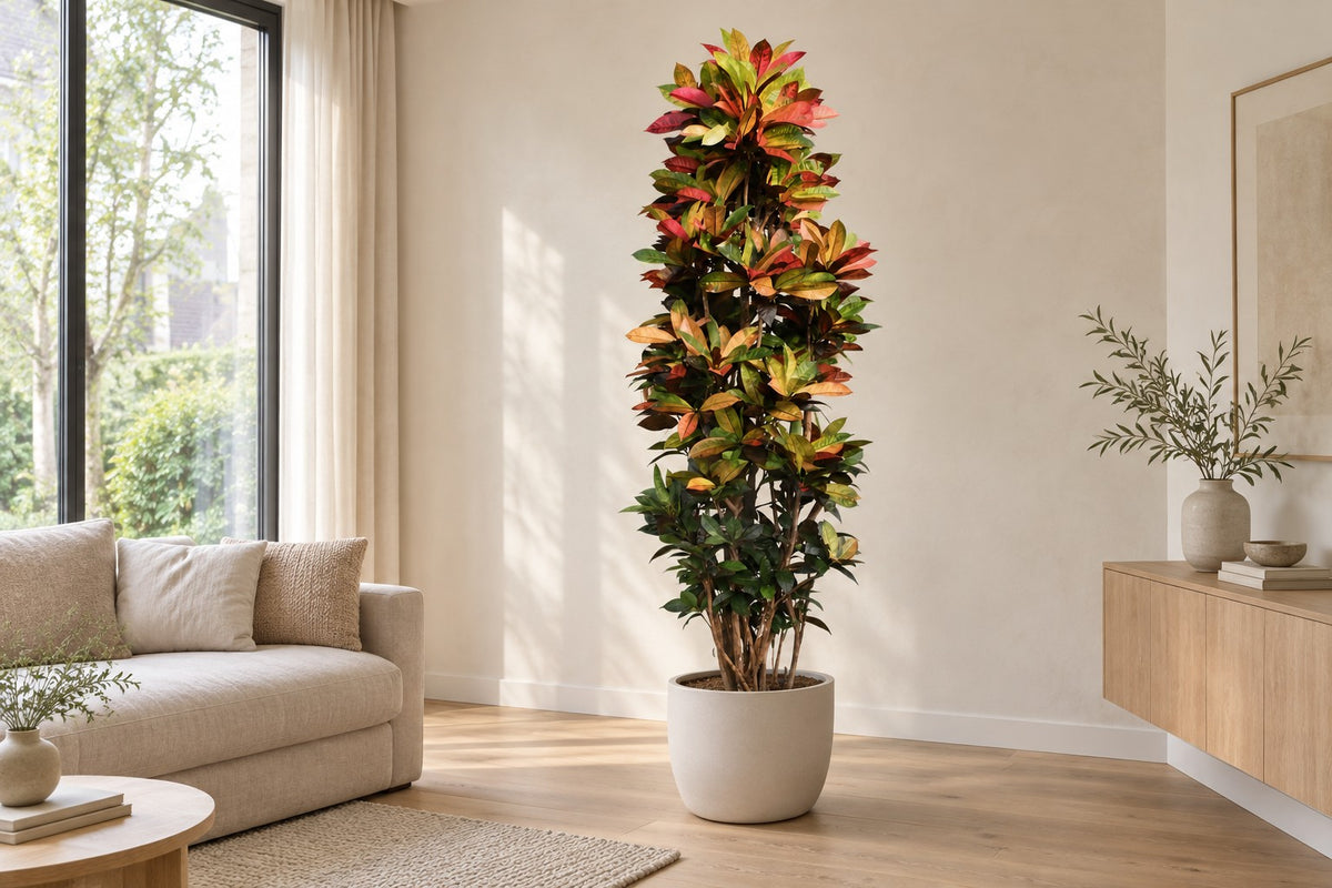 Croton Iceton XXL, 230 cm, dans a white ceramic planter dans un salon lumineux