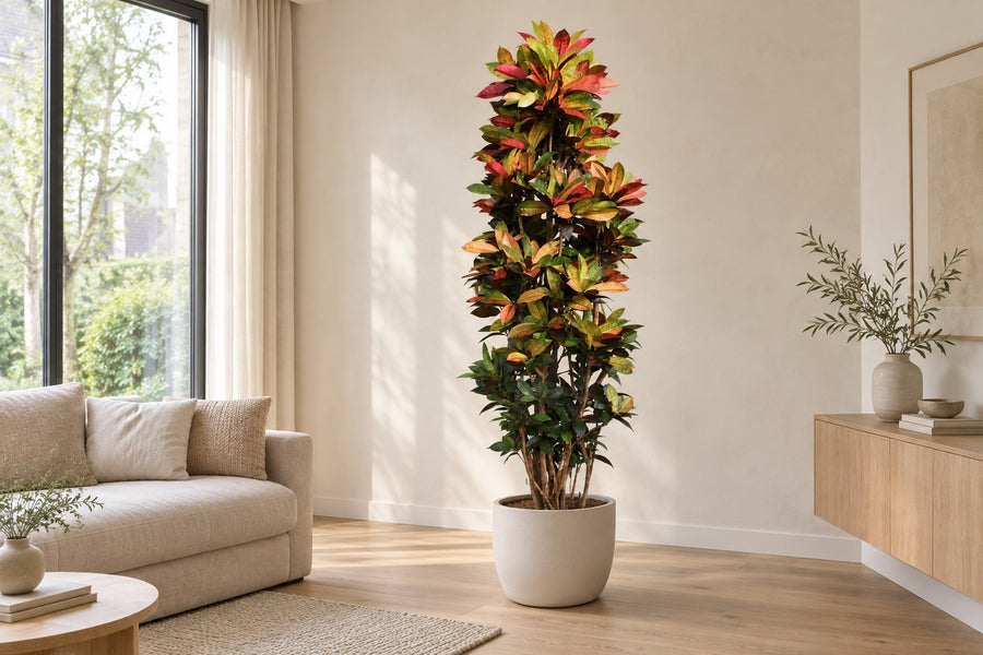 Croton Iceton XXL (Codiaeum) haut, pot ø 230cm - ø50