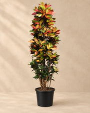 Croton Iceton XXL (Codiaeum variegatum 'Iceton'), 230 cm de haut en pot de culture de 50 cm