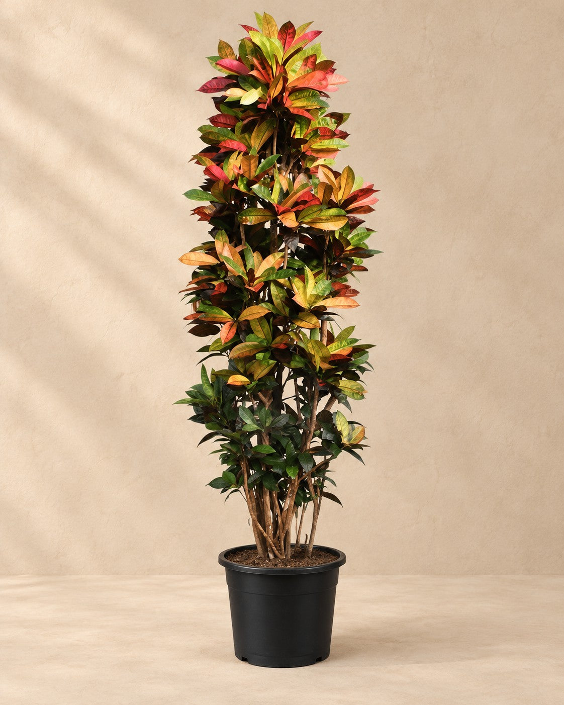 Croton Iceton XXL (Codiaeum variegatum 'Iceton'), 230 cm de haut en pot de culture de 50 cm