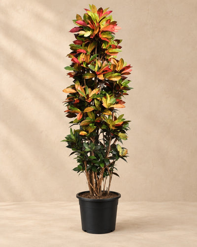 Croton Iceton XXL (Codiaeum variegatum 'Iceton'), 230 cm de haut en pot de culture de 50 cm