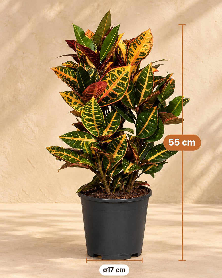 Kroton (Codiaeum variegatum 'Petra') 55 cm wysokości, doniczka ø17 cm