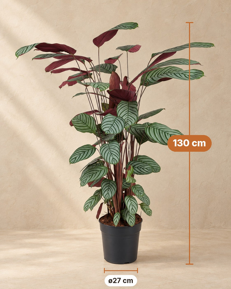 Ctenanthe oppenheimiana 130 cm de haut, pot ø27 cm