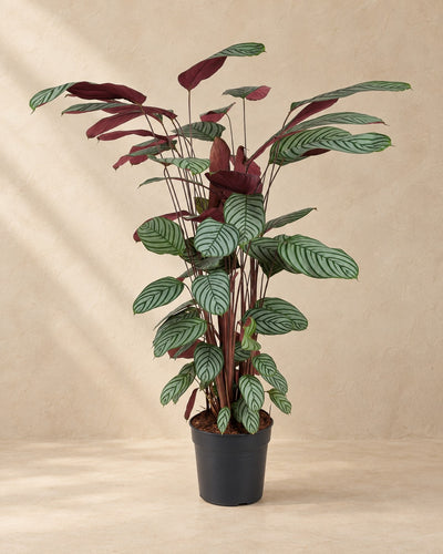 Ctenanthe oppenheimiana, 130 cm de haut en pot de culture de 27 cm