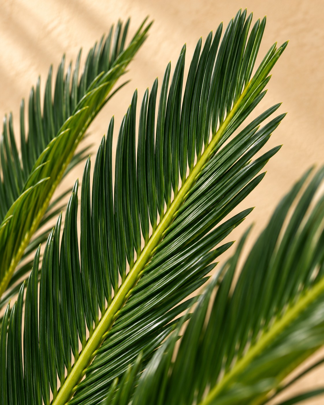 Primer plano de las hojas de Cycas revoluta
