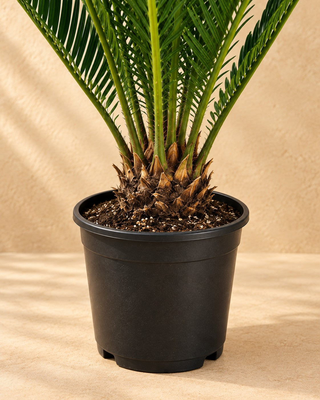 Lower part of the Cycas revoluta with its nursery pot
