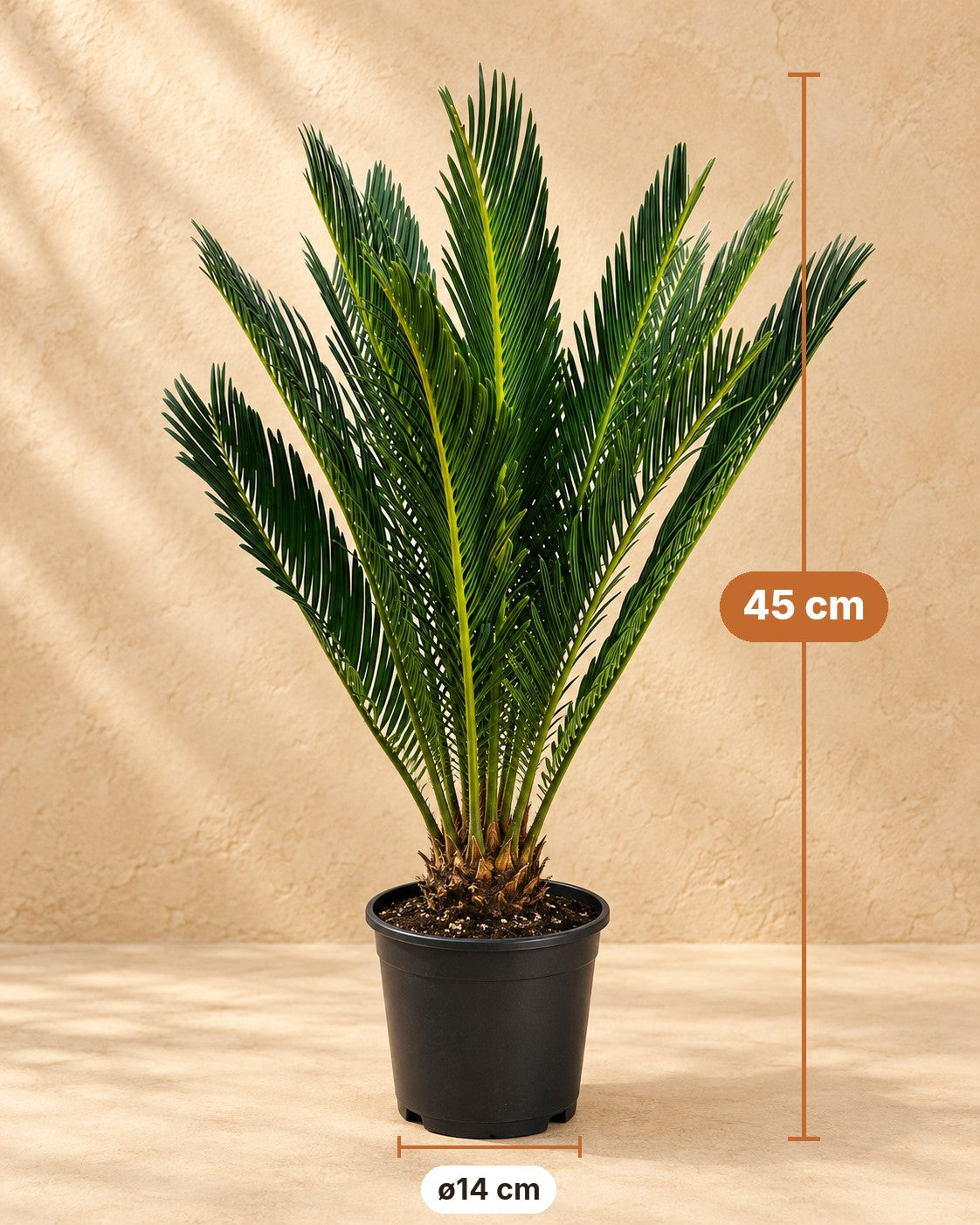 Dimensions of the Cycas revoluta: 45 cm tall, pot ø14 cm