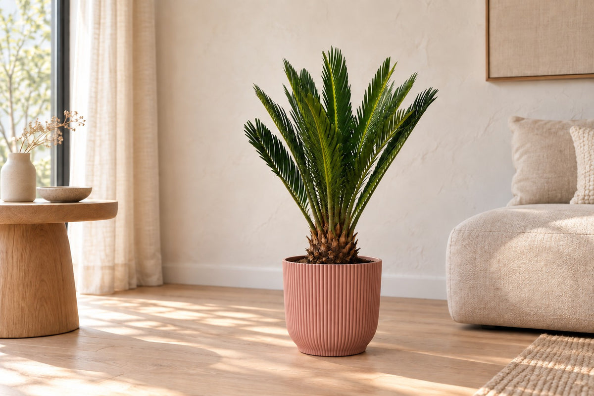 Cycas revoluta, 45 cm, in planter elho Vibes Fold Round roze in a bright living room