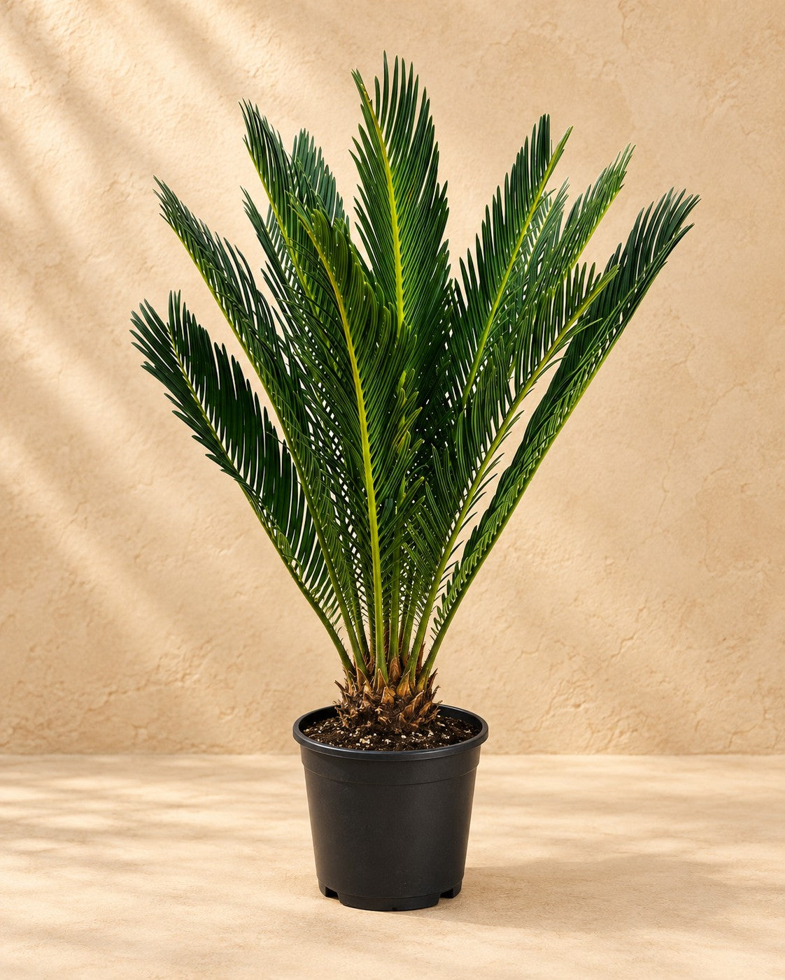 Cycas revoluta, 45 cm de altura en maceta de cultivo de 14 cm