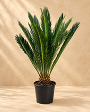 Cycas revoluta, 45 cm tall in a 14 cm nursery pot