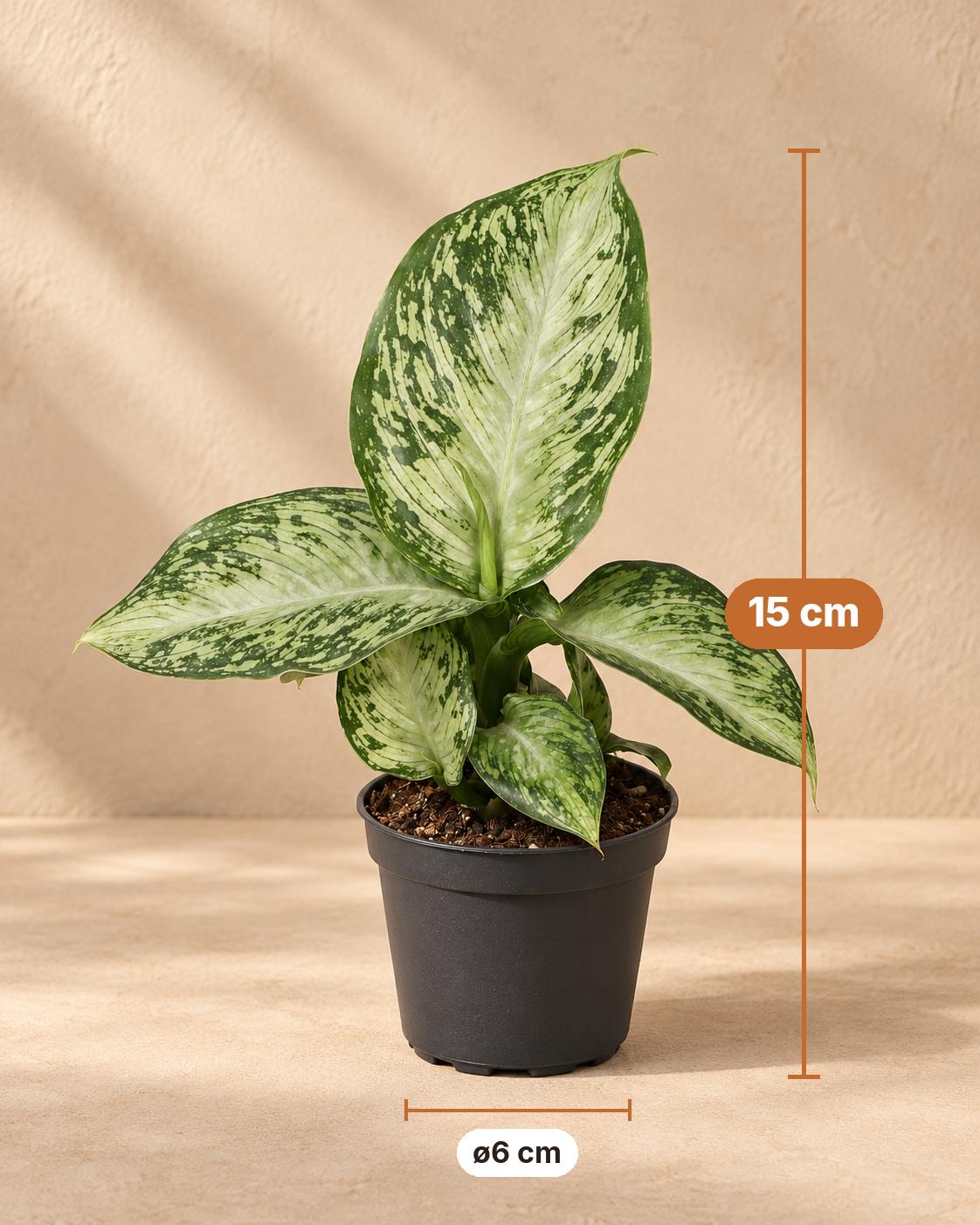 Dieffenbachia 'Snow', 15 cm hoog, pot ø6 cm