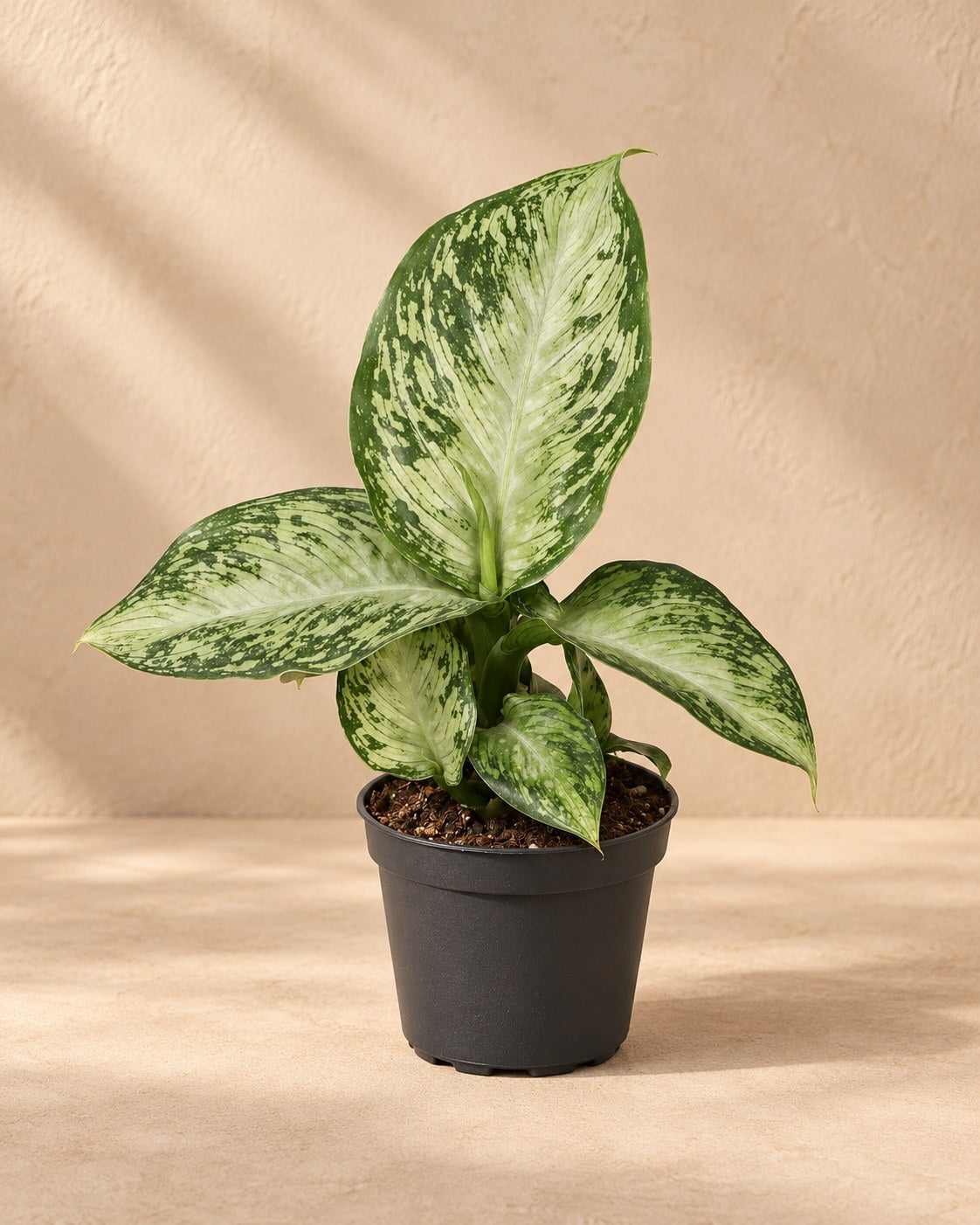 Dieffenbachia 'Snow'