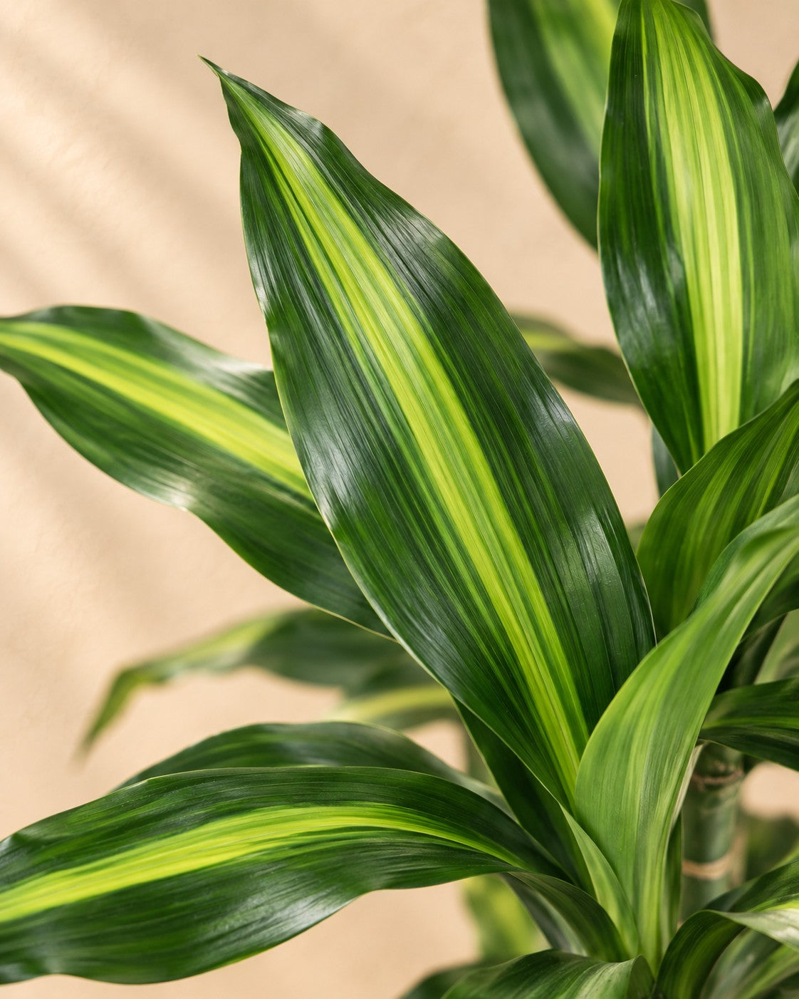Närbild på bladen hos Dracaena Cintho (Dracaena fragrans 'Cintho')