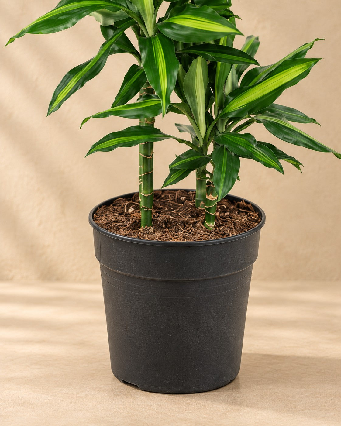 Partie basse de Dracaena Cintho (Dracaena fragrans 'Cintho') avec son pot de culture