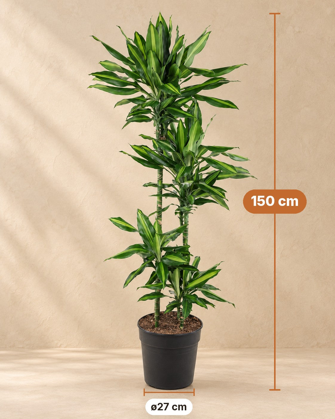 Dimensions Dracaena Cintho : 150 cm de haut, pot ø27 cm