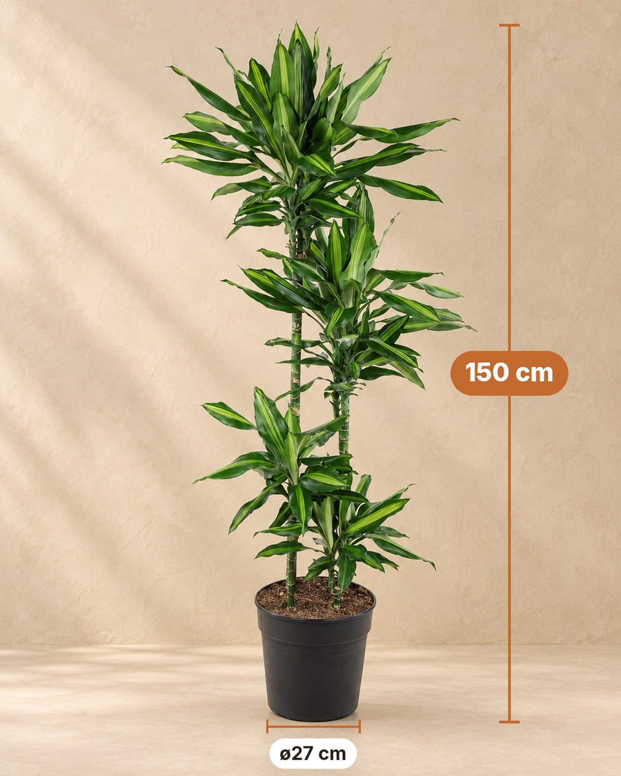 Dracaena Cintho (arbre à sang de dragon) 150 cm de haut, pot ø27 cm