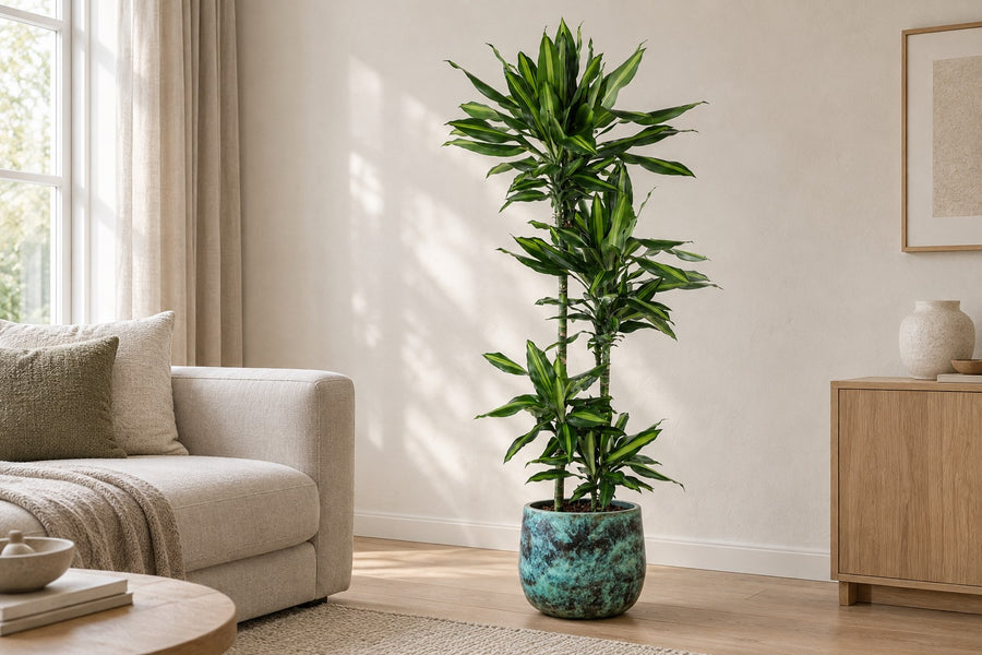 Dracaena Cintho (arbre à sang de dragon) 150 cm de haut, pot ø27 cm