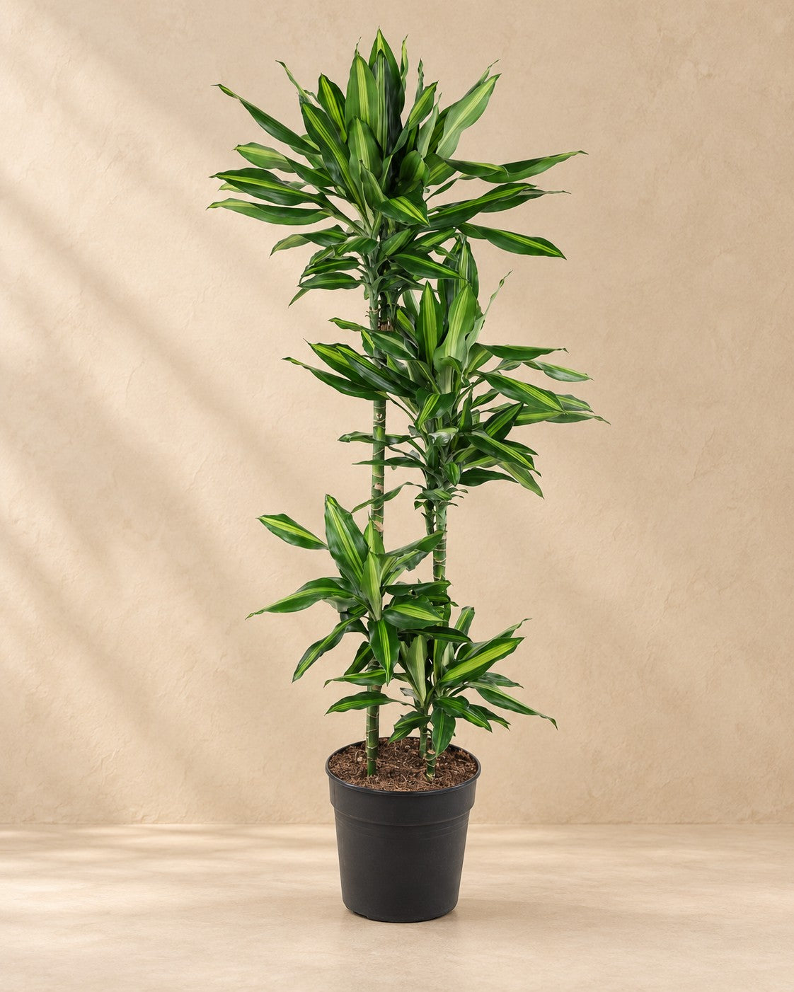 Dracaena Cintho (Dracaena fragrans 'Cintho'), 150 cm hög i en 27 cm odlingskruka