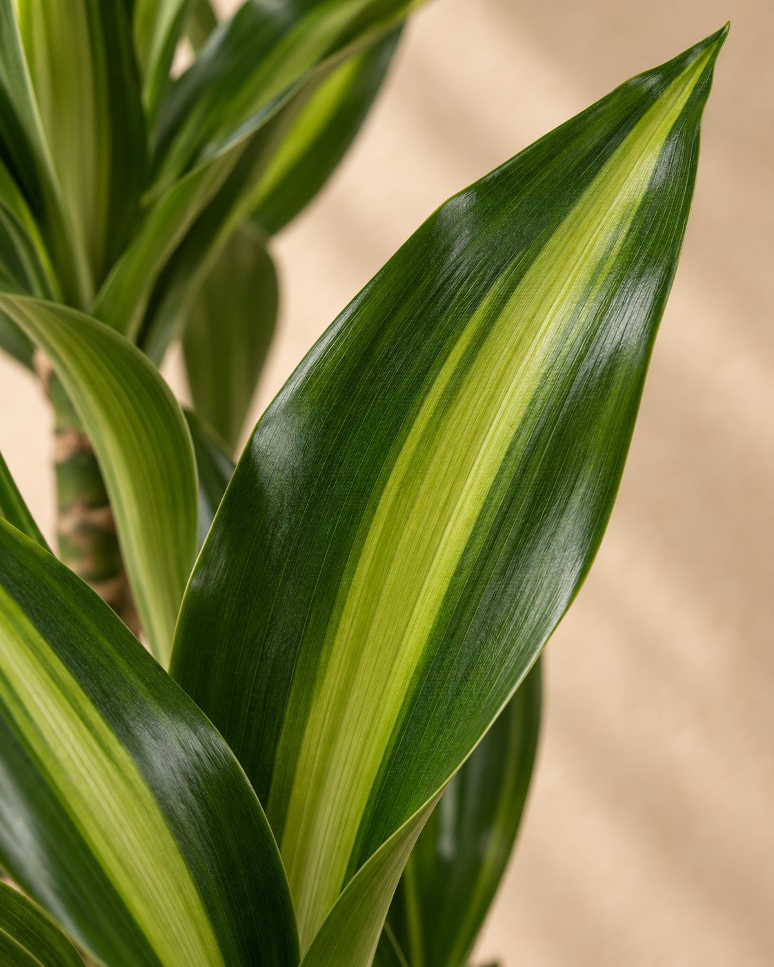 Närbild på bladen hos Dracaena 'Cintho' (Dracaena fragrans 'Cintho')
