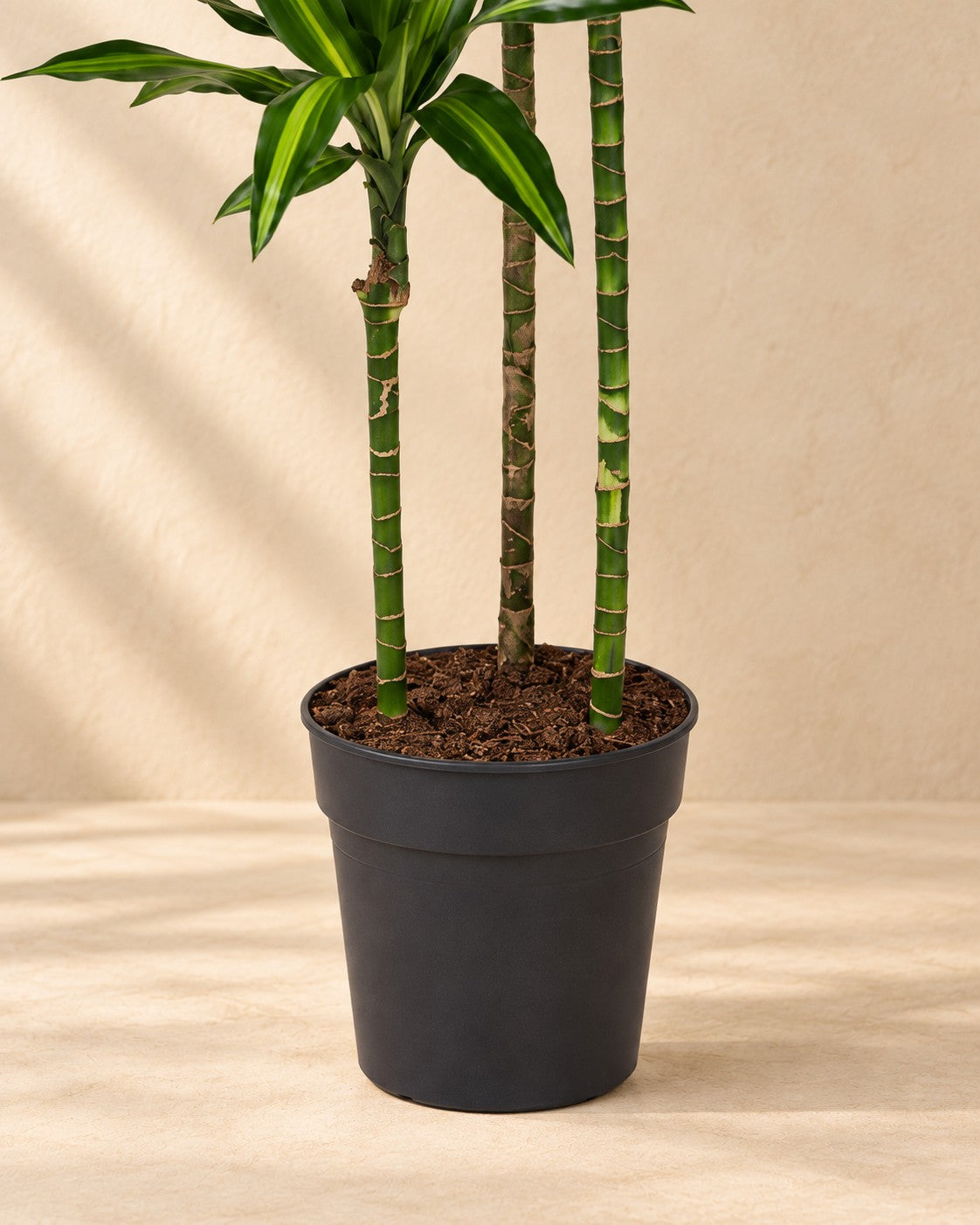 Nederste del af Dracaena Cintho (Dracaena fragrans 'Cintho') med dyrkningspotten