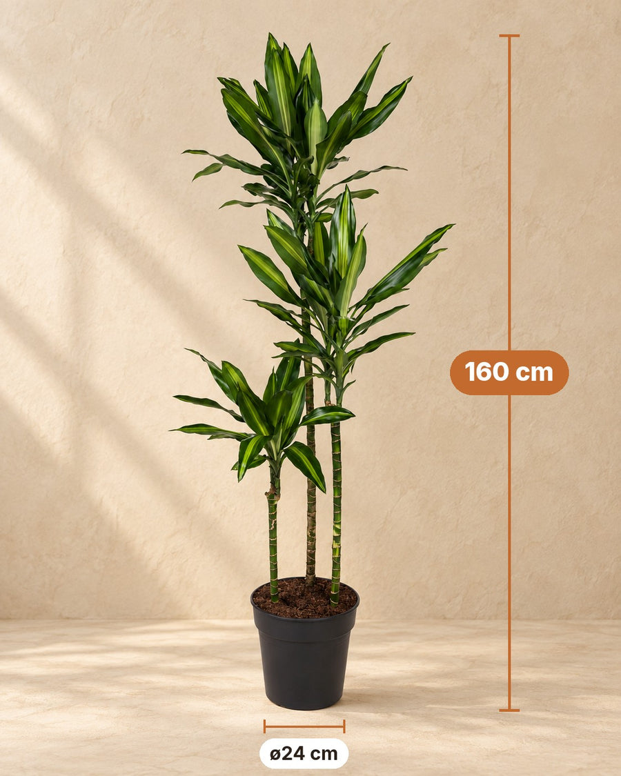 Dracaena Cintho 160cm - ø24