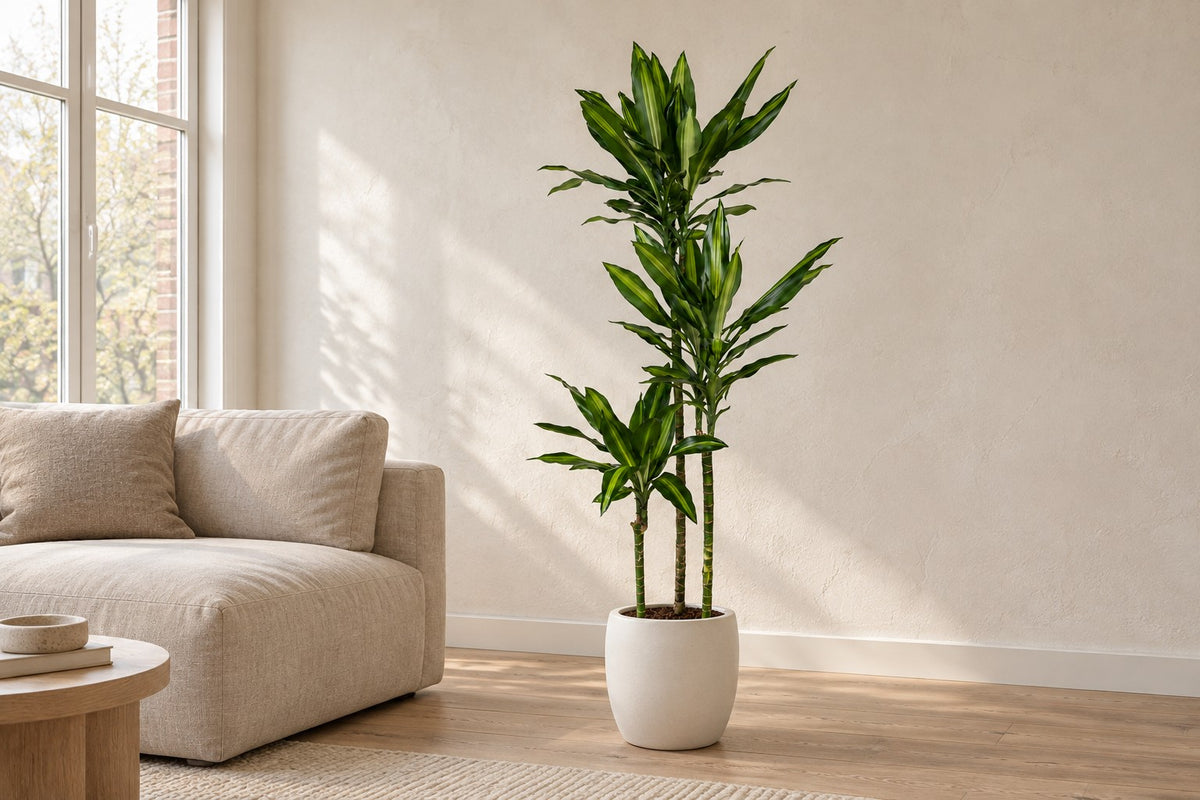 Dracaena Cintho, 160 cm, i a white ceramic planter i en lys stue