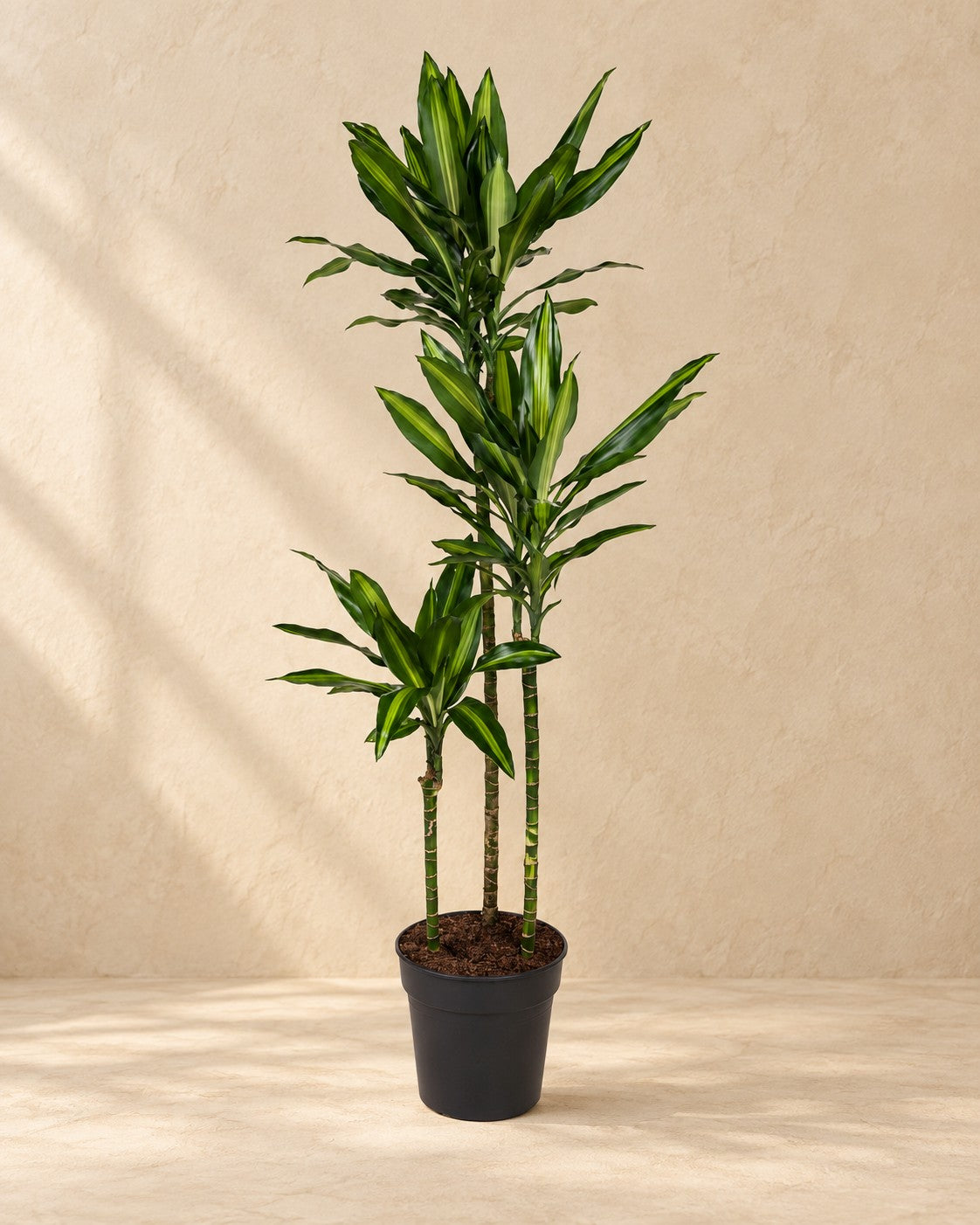 Dracaena 'Cintho' (Dracaena fragrans 'Cintho'), 160 cm hög i en 24 cm odlingskruka