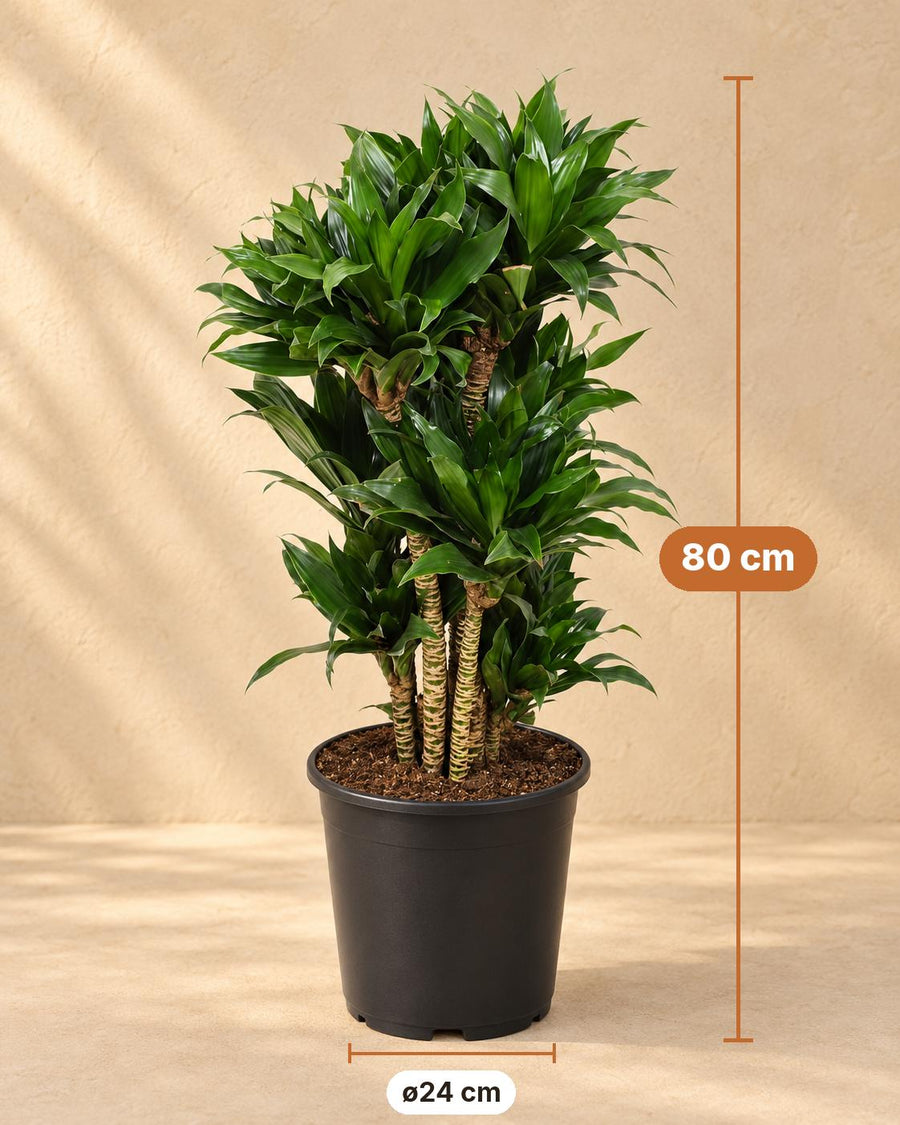 Drakenboom (Dracaena fragrans 'Compacta') 80 cm hoog, pot ø24 cm