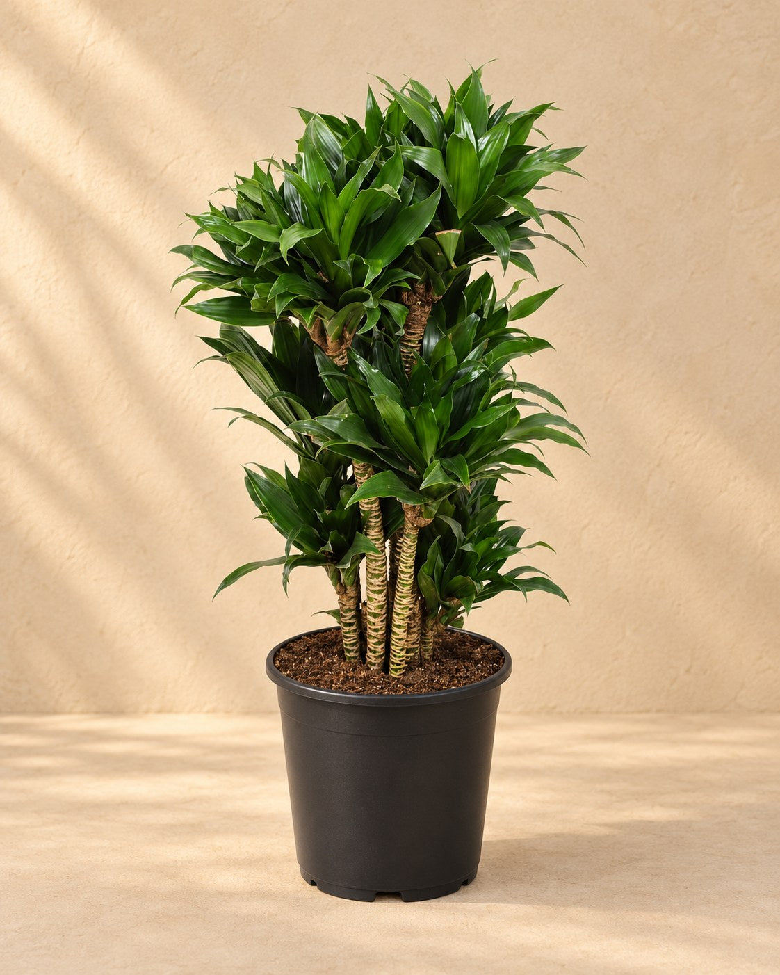 Drakenboom (Dracaena fragrans 'Compacta')