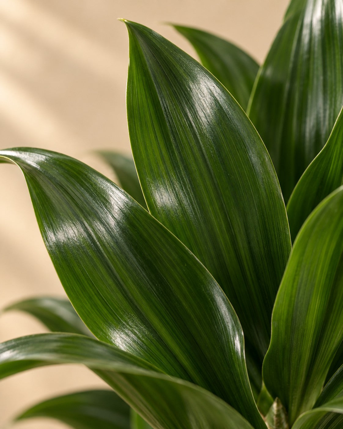 Nærbillede af bladene på Dracaena Compacta Carrousel (Dracaena fragrans 'Compacta')