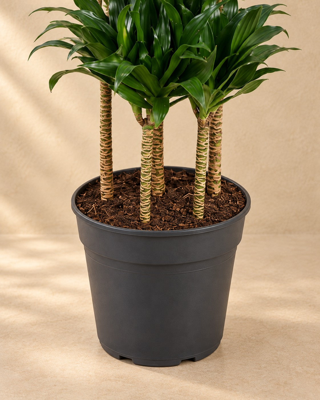 Onderste deel van de Dracaena Compacta Carrousel (Dracaena fragrans 'Compacta') met de kweekpot