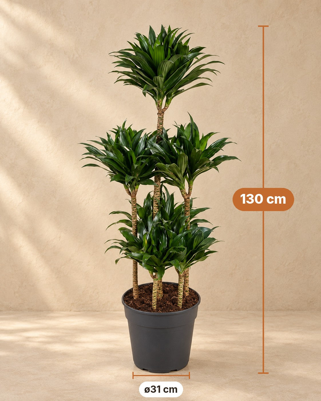 Afmetingen Dracaena Compacta Carrousel: 130 cm hoog, pot ø31 cm