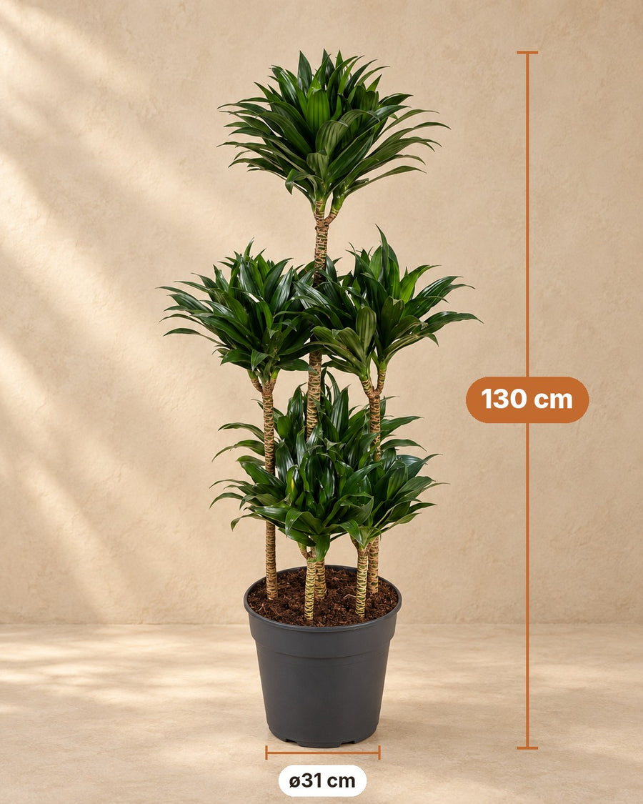 Dracaena Compacta Carrousel (drakenbloedboom) 130 cm hoog, pot ø31 cm