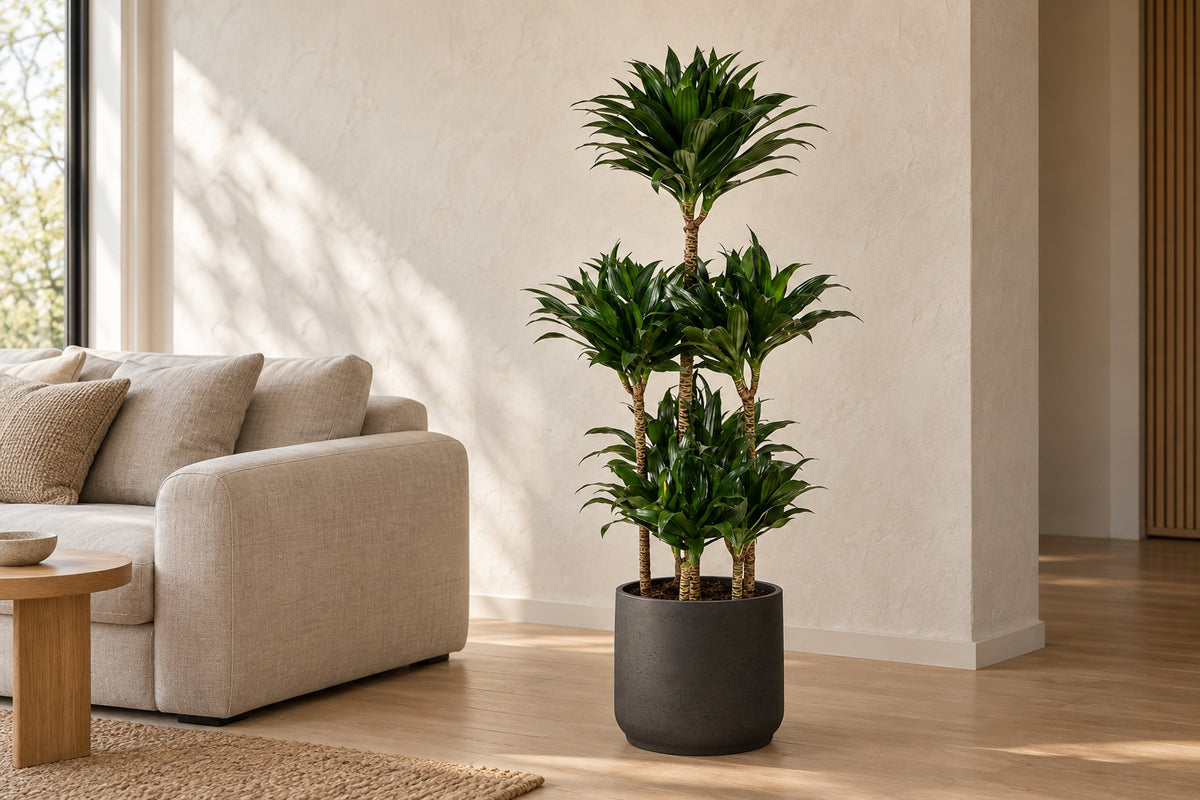 Dracaena Compacta Carrousel van 130 cm in sierpot Patt Black Washed in een lichte woonkamer