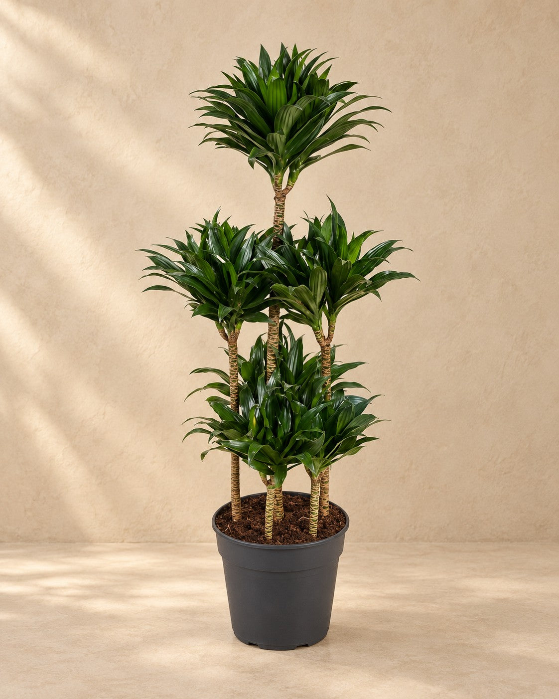 Dracaena Compacta Carrousel (Dracaena fragrans 'Compacta'), 130 cm høj i en 31 cm dyrkningspotte