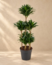 Dracaena Compacta Carrousel (Dracaena fragrans 'Compacta') van 130 cm hoog in kweekpot van 31 cm