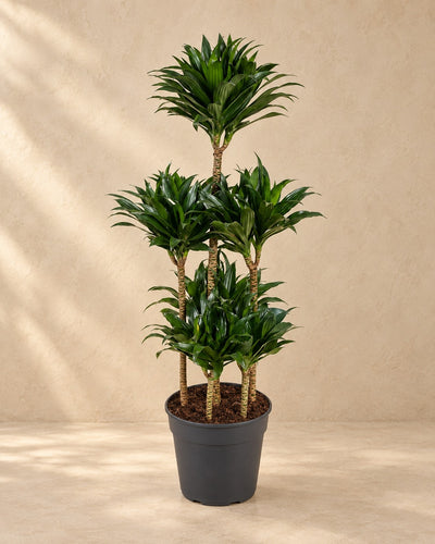 Dracaena Compacta Carrousel (Dracaena fragrans 'Compacta') van 130 cm hoog in kweekpot van 31 cm