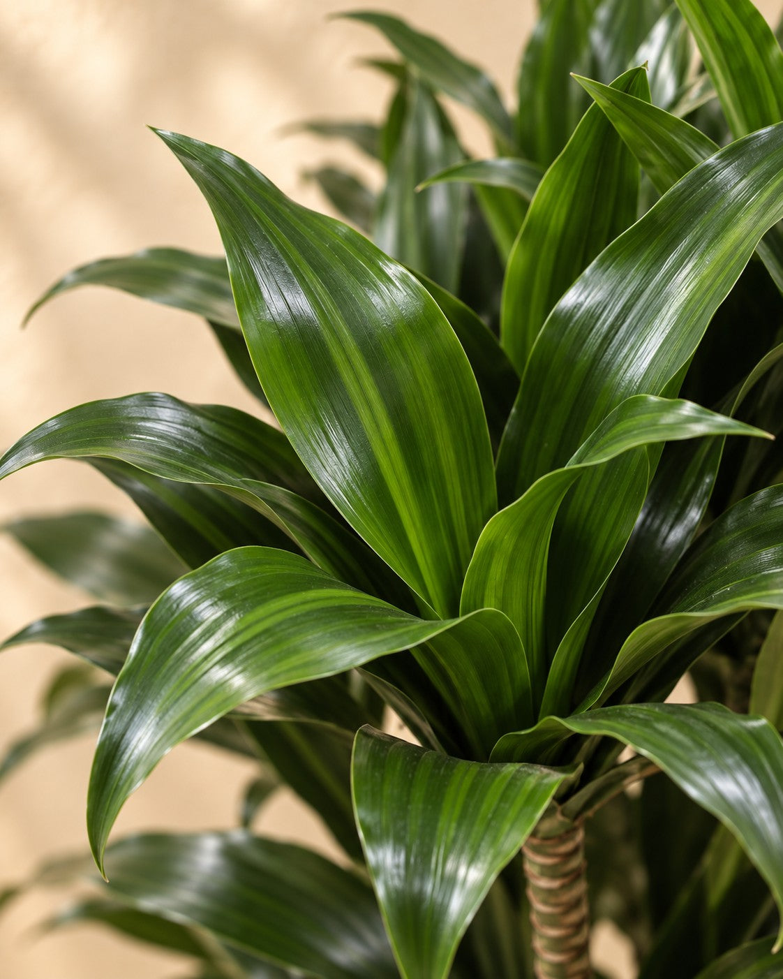 Gros plan sur les feuilles de Dracaena Compacta (Dracaena fragrans 'Compacta')